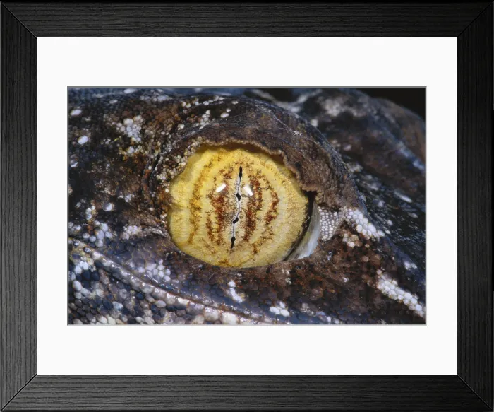 Framed Print : Leaf-tailed Gecko Eye