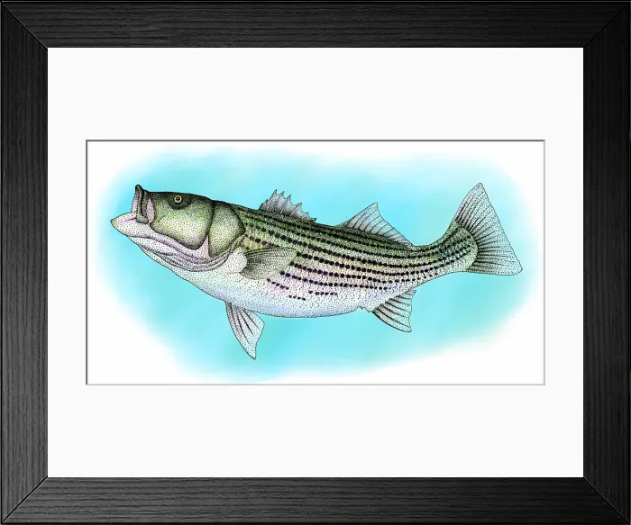 Framed Print : Striped bass Framed Print : Striped bass