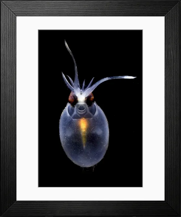 Framed Print : Cockatoo Squid Framed Print : Cockatoo Squid