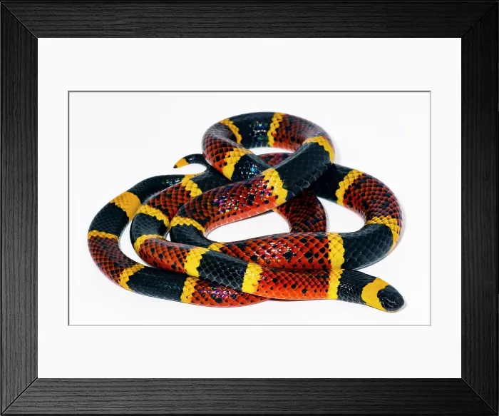 Framed Print : Texas Coral Snake (Micrurus tener) Framed Print : Texas Coral Snake (Micrurus tener)