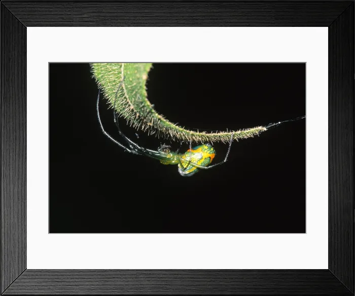 Framed Print : Spider from Rio Napo, Ecuador Framed Print : Spider from Rio Napo, Ecuador