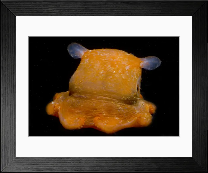 Framed Print : Flapjack Octopus Framed Print : Flapjack Octopus