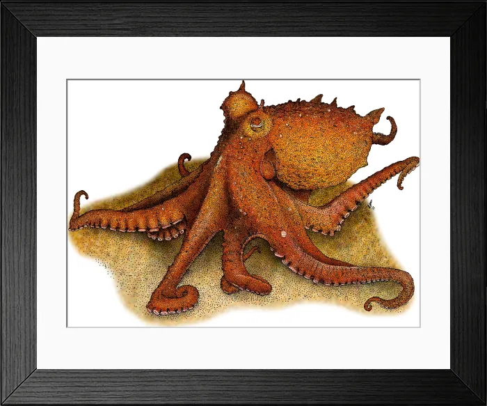 Framed Print : East Pacific Red Octopus