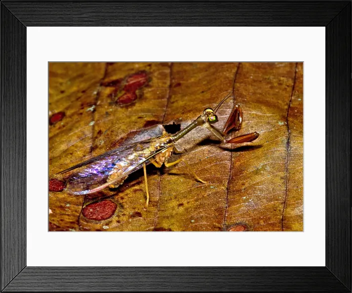 Framed Print : Tropical Mantispid Framed Print : Tropical Mantispid