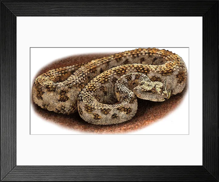 Framed Print : Desert horned viper