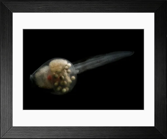 Framed Print : Anotheca spinosa tadpole Framed Print : Anotheca spinosa tadpole