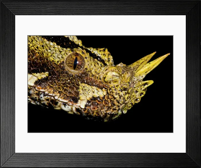 Framed Print : Gaboon Viper (Bitis nasicornis)