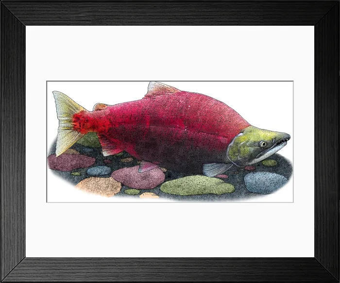 Framed Print : Sockeye Salmon Framed Print : Sockeye Salmon