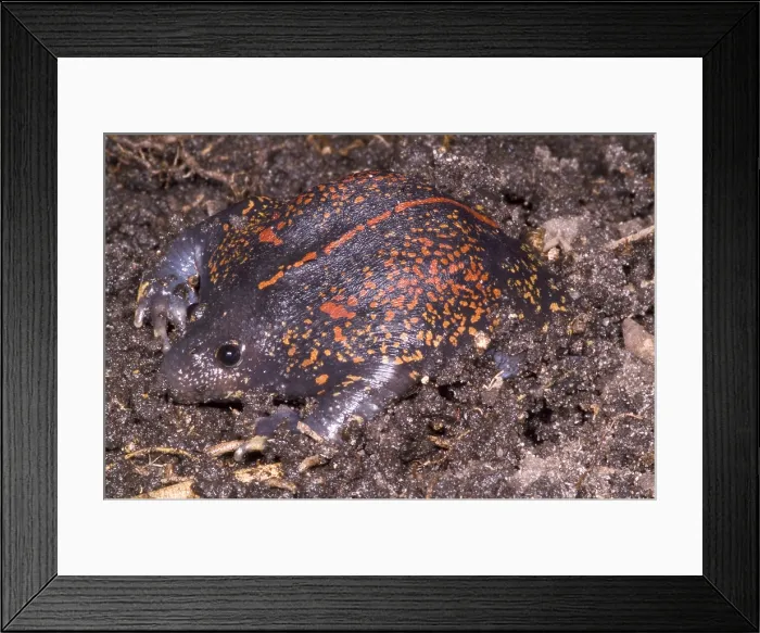Framed Print : Mexican Burrowing Toad Framed Print : Mexican Burrowing Toad