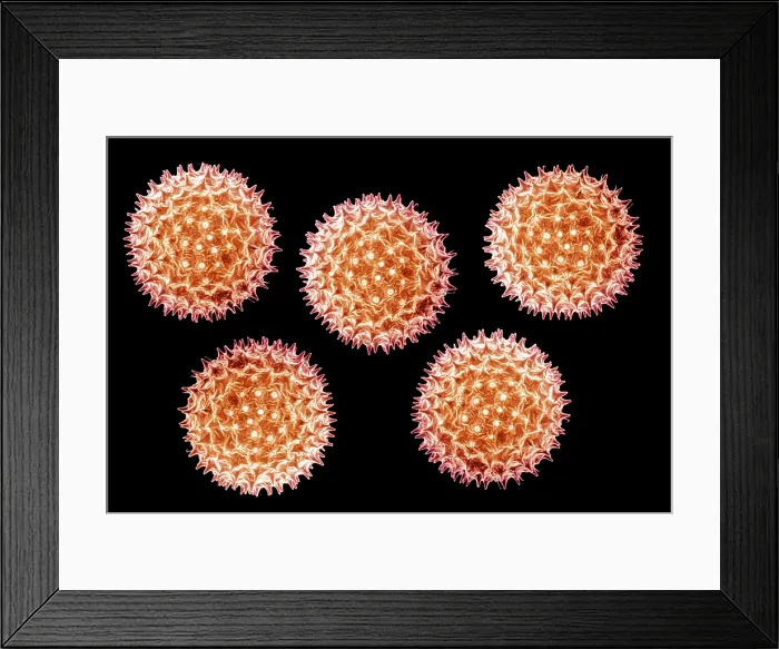 Framed Print : Mallow Pollen Grain Framed Print : Mallow Pollen Grain