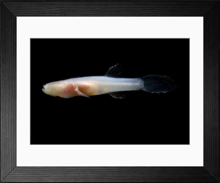 Framed Print : Ozark Cave Fish Framed Print : Ozark Cave Fish