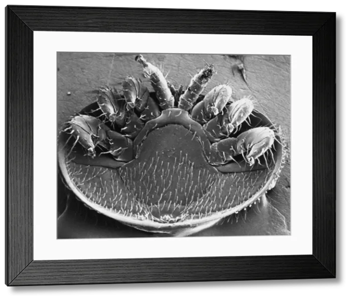 Framed Print : Varroa Mite Framed Print : Varroa Mite