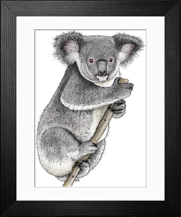 Framed Print : Koala, (Phascolarctos cinereus) Framed Print : Koala, (Phascolarctos cinereus)