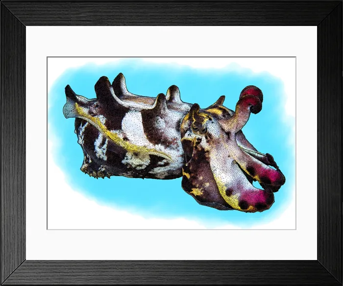 Framed Print : Flamboyant Cuttlefish Framed Print : Flamboyant Cuttlefish