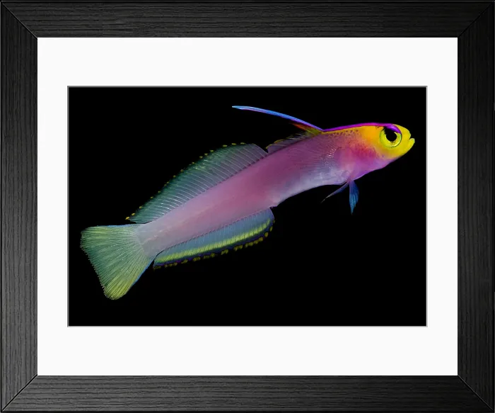 Framed Print : Helfreiky Firefish Framed Print : Helfreiky Firefish