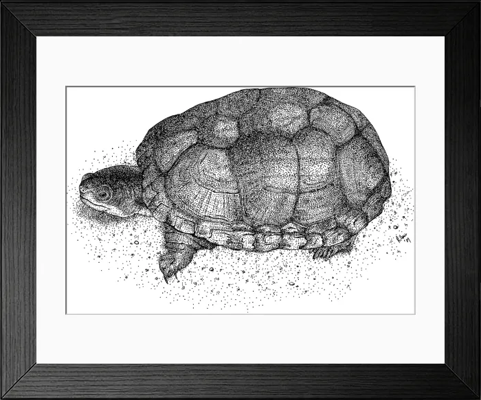 Framed Print : Sonoran Mud Turtle Framed Print : Sonoran Mud Turtle