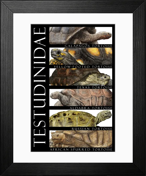 Framed Print : Tortoises, Poster Framed Print : Tortoises, Poster