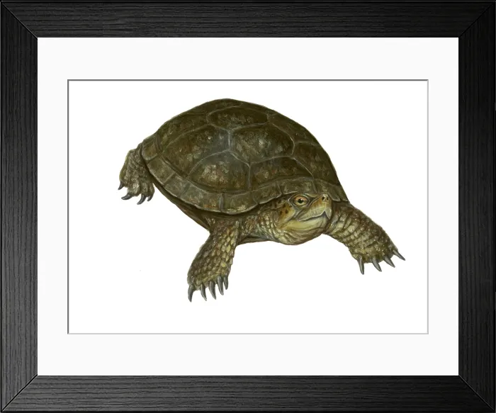Framed Print : Pond Turtle Framed Print : Pond Turtle