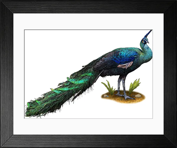 Framed Print : Green Peacock Framed Print : Green Peacock