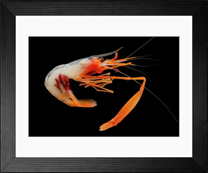 Framed Print : Deep Sea Shrimp (Bathypalaemonella serratipalma) Framed Print : Deep Sea Shrimp (Bathypalaemonella serratipalma)