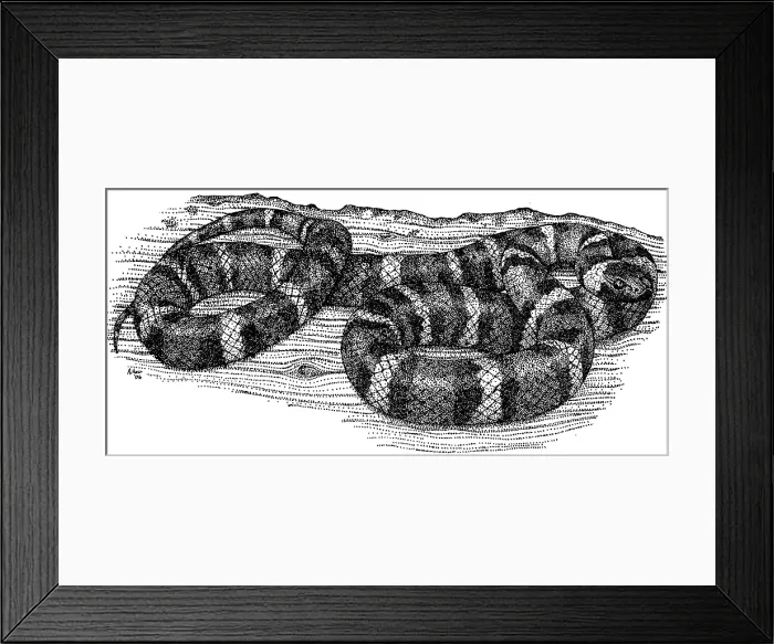 Framed Print : Mountain Kingsnake