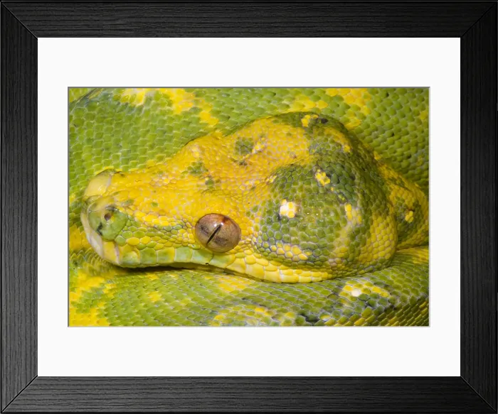 Framed Print : Green Tree Python Framed Print : Green Tree Python
