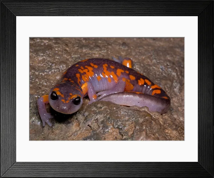 Framed Print : Painted Ensatina Salamander