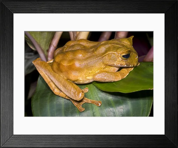 Framed Print : Marsupial Frog