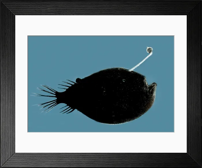 Framed Print : Triplewart Seadevil Framed Print : Triplewart Seadevil