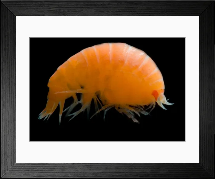 Framed Print : Pelagic Amphipod