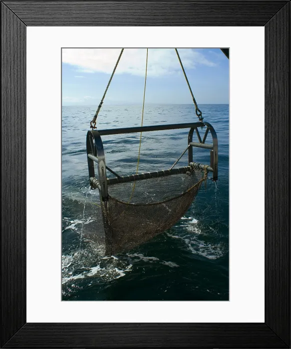 Framed Print : Trawling for marine life Framed Print : Trawling for marine life