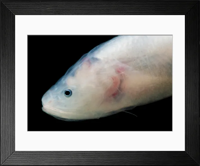 Framed Print : Cusk Eel (Luciobrotula corethromycter) Framed Print : Cusk Eel (Luciobrotula corethromycter)
