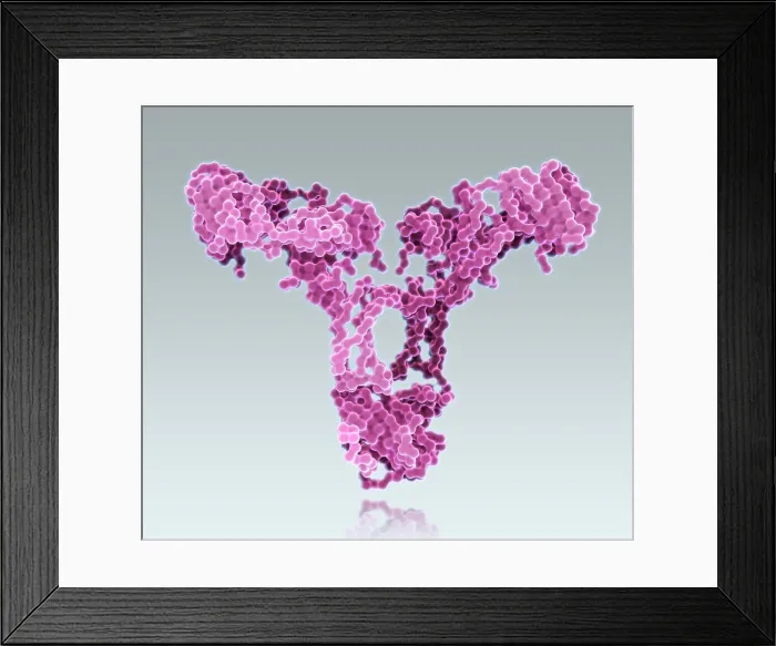 Framed Print : Immunoglobulin A, antibody Framed Print : Immunoglobulin A, antibody