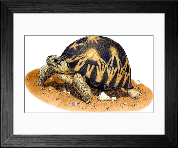 Framed Print : Radiated Tortoise Framed Print : Radiated Tortoise