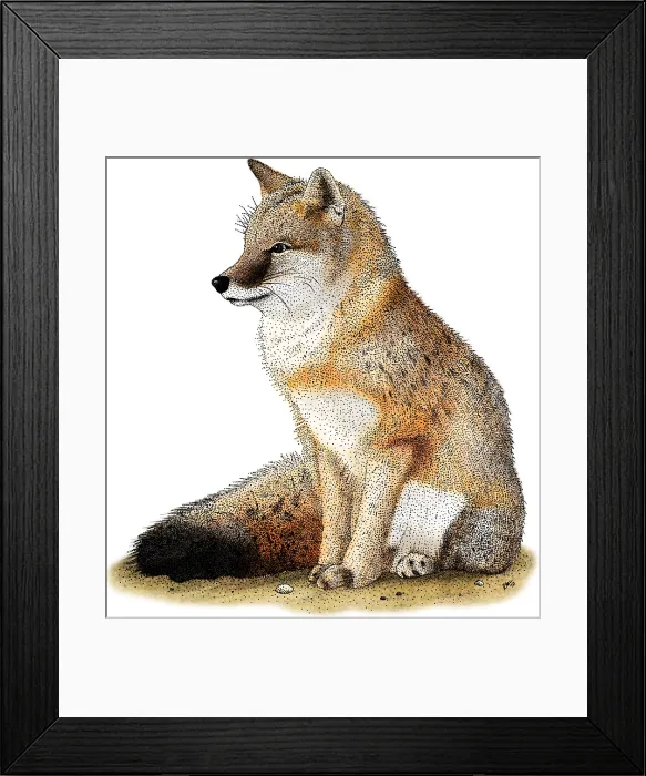 Framed Print : Swift Fox. Illustration of a swift fox (Vulpes velox) Framed Print : Swift Fox. Illustration of a swift fox (Vulpes velox)