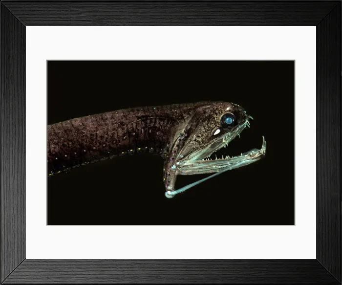 Framed Print : Barbeled Dragonfish Framed Print : Barbeled Dragonfish