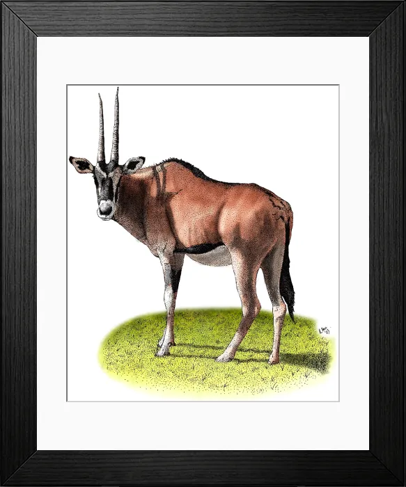Framed Print : Gemsbok. Colorized pen and ink illustration of a Gemsbok or Oryx (Oryx gazella) Framed Print : Gemsbok. Colorized pen and ink illustration of a Gemsbok or Oryx (Oryx gazella)