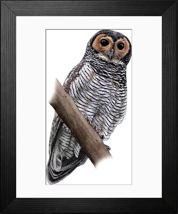Framed Print : Brown wood owl Framed Print : Brown wood owl
