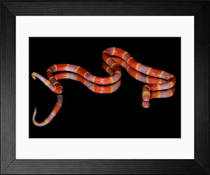 Framed Print : Albino Texas Coral Snake (Micrurus tener)