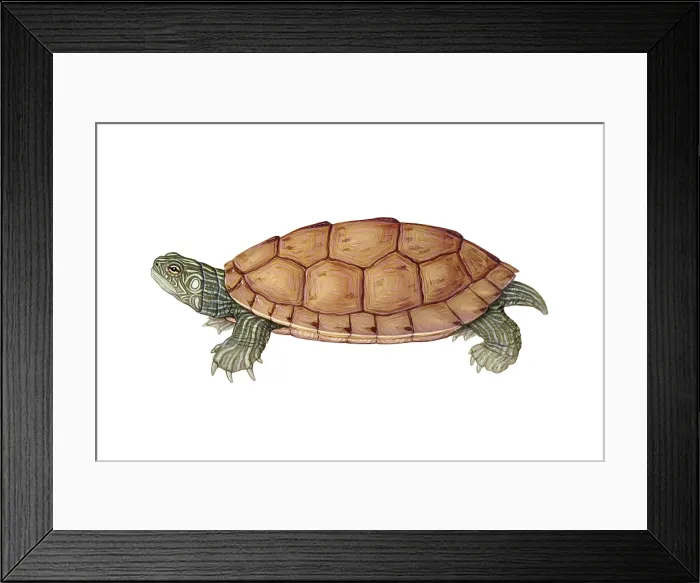 Framed Print : Common Map Turtle Framed Print : Common Map Turtle