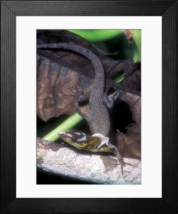 Framed Print : Amazon Streak Lizard Framed Print : Amazon Streak Lizard