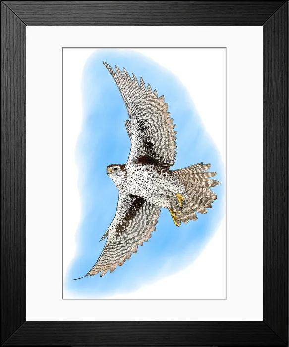 Framed Print : Prairie Falcon