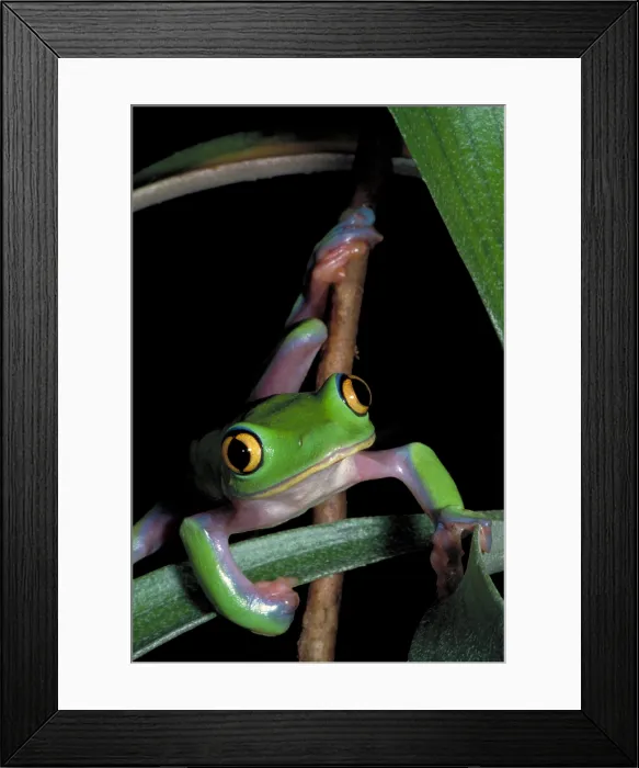 Framed Print : Yellow eye leaf frog Framed Print : Yellow eye leaf frog