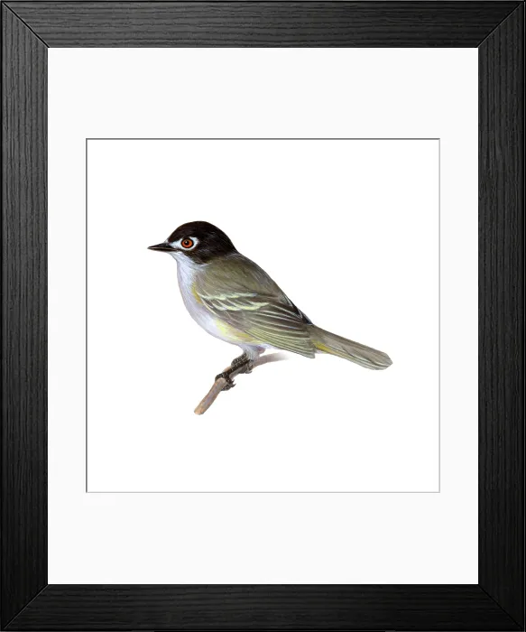 Framed Print : Black-capped Vireo Framed Print : Black-capped Vireo