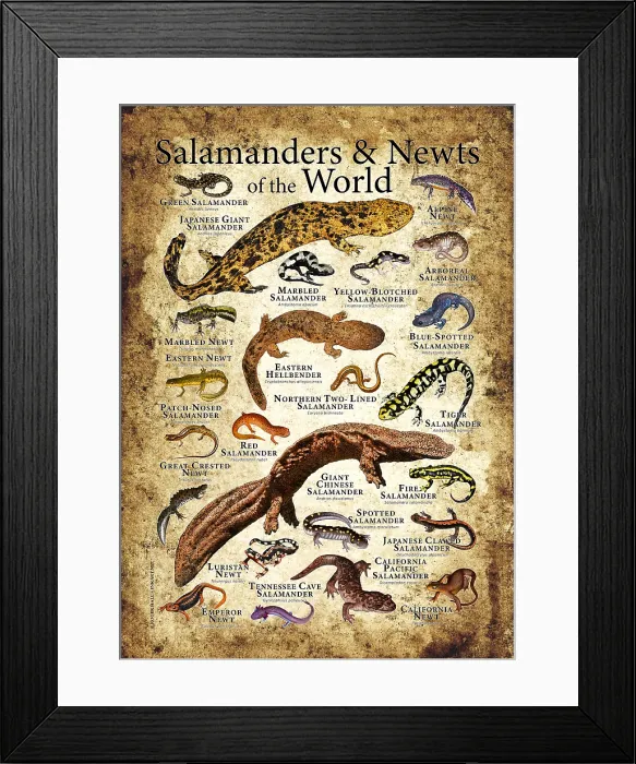 Framed Print : Salamanders and Newts of the World Framed Print : Salamanders and Newts of the World