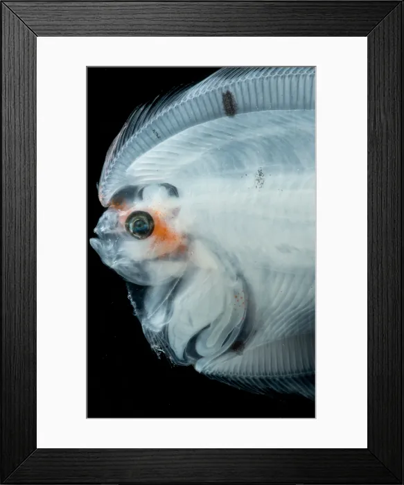 Framed Print : Larval Left Eye Flounder (Bothus sp.)