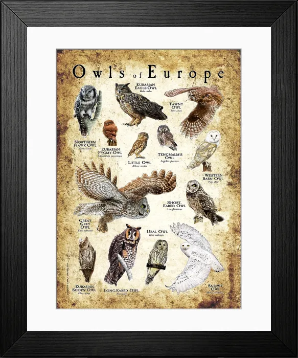 Framed Print : Owls of Europe