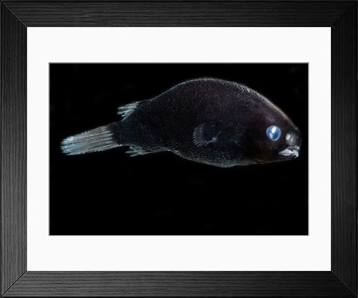 Framed Print : Male Anglerfish, Himantilophidae Framed Print : Male Anglerfish, Himantilophidae