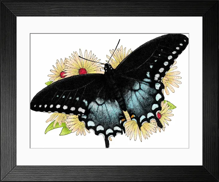 Framed Print : Spicebush Swallowtail Butterfly Framed Print : Spicebush Swallowtail Butterfly