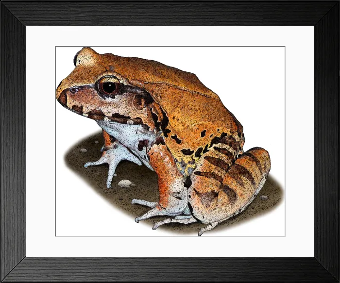 Framed Print : Smoky Jungle Frog, Illustration Framed Print : Smoky Jungle Frog, Illustration